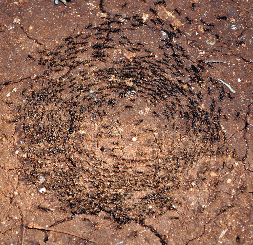 vòng tròn chết của loài kiến