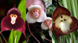 Hoa lan độc đáo có mặt khỉ