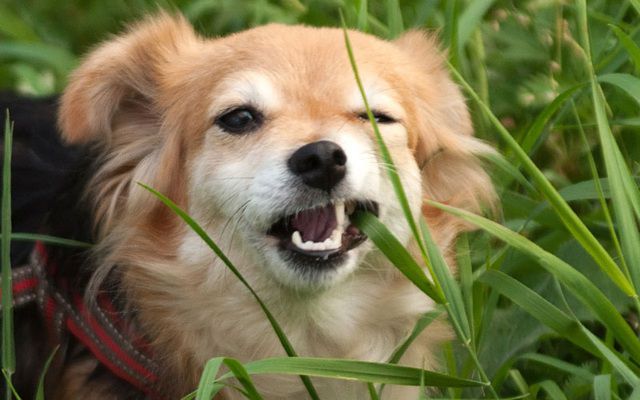Bạn đã biết vì sao đôi khi chú chó cưng của mình lại ăn cỏ chưa?