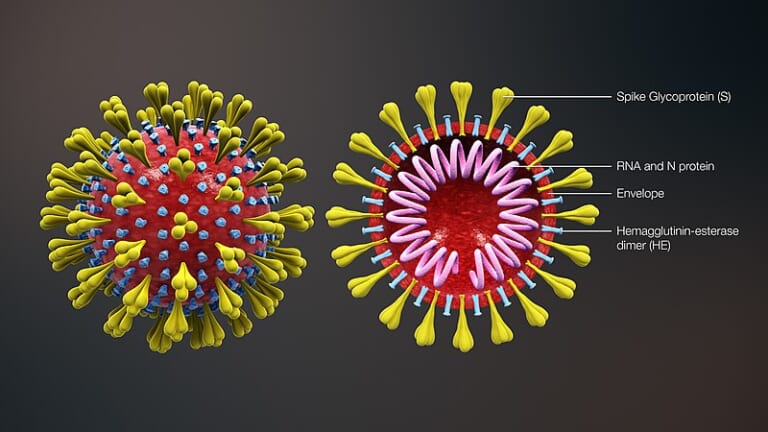 Cấu trúc Virus Corona