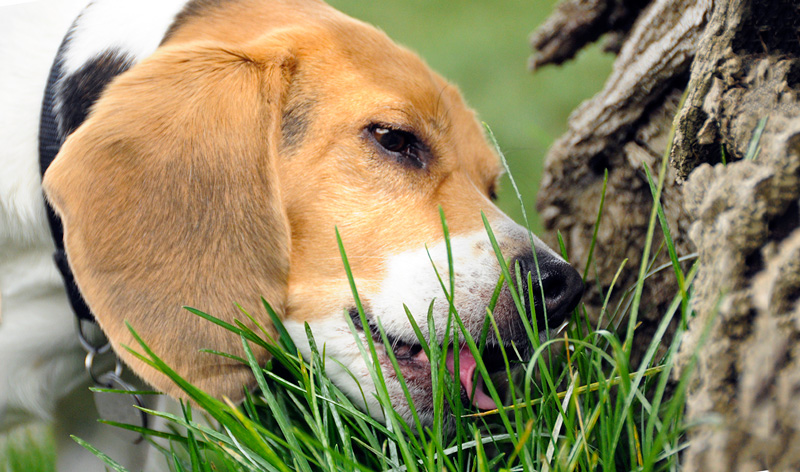Bạn đã biết vì sao đôi khi chú chó cưng của mình lại ăn cỏ chưa?