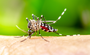 Giải thích lí do vì sao một số người bị muỗi chích nhiều hơn những người khác?