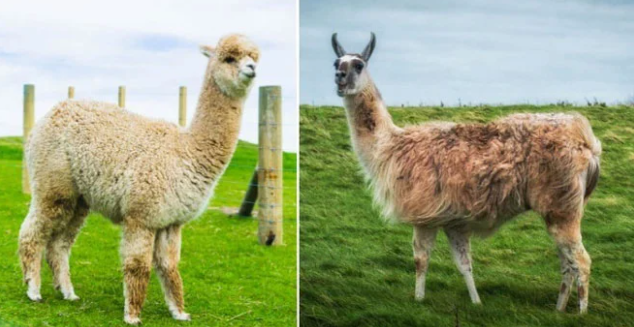 Điểm mặt những loài động vật có vẻ ngoài giống nhau như anh em sinh đôi