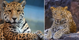 Điểm mặt những loài động vật có vẻ ngoài giống nhau như anh em sinh đôi