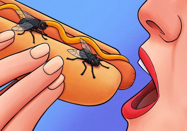 Một con ruồi sẽ làm gì khi đậu lên đĩa thức ăn của bạn?