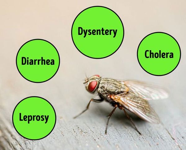 Một con ruồi sẽ làm gì khi đậu lên đĩa thức ăn của bạn?