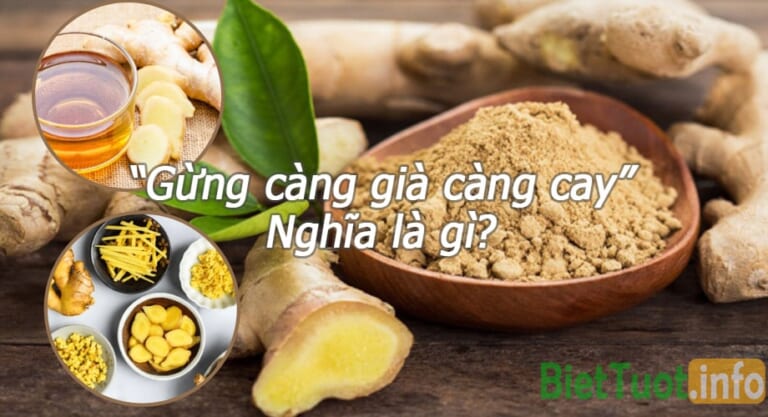 Gừng càng già càng cay nghĩa là gì