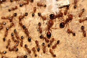 Bí mật về loài kiến