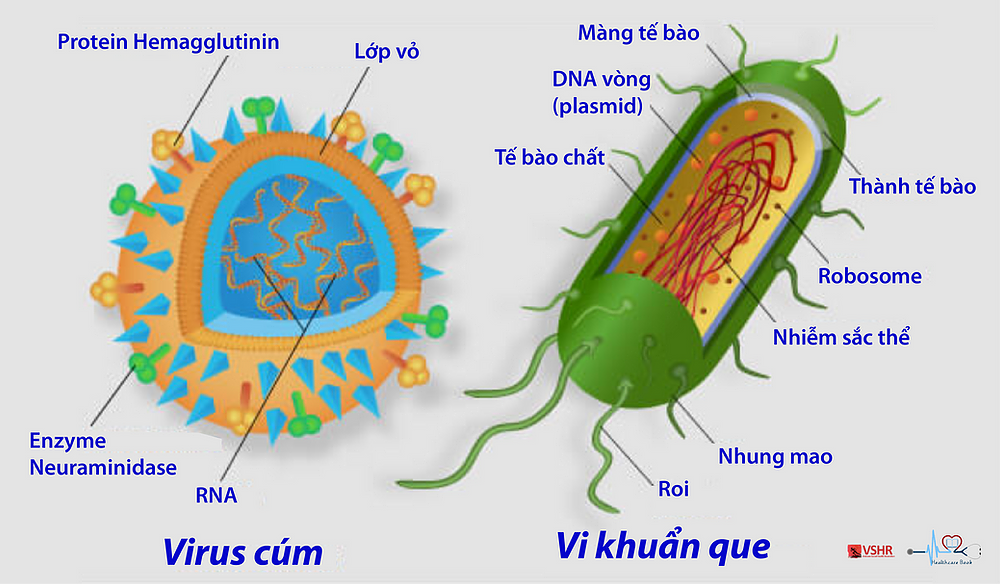 khác nhau giữa vi khuẩn và virus
