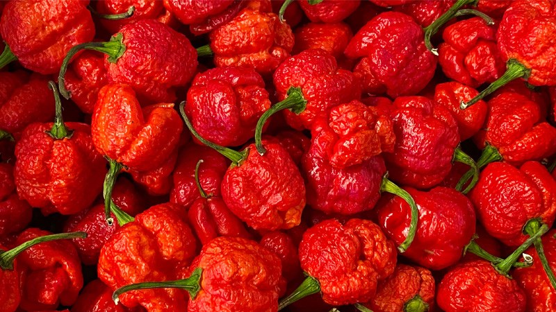 Top 10 loại ớt cay nhất thế giới  biết tuốt