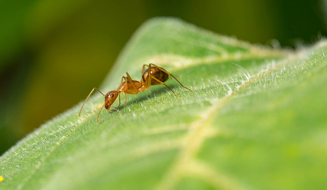 sự thật thú vị về loài kiến