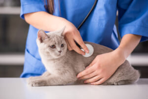 Nguyên nhân và cách khắc phục tình trạng mèo thở khò khè?