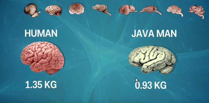 Bộ não con người phát triển