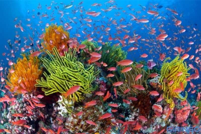 Phân loại san hô
