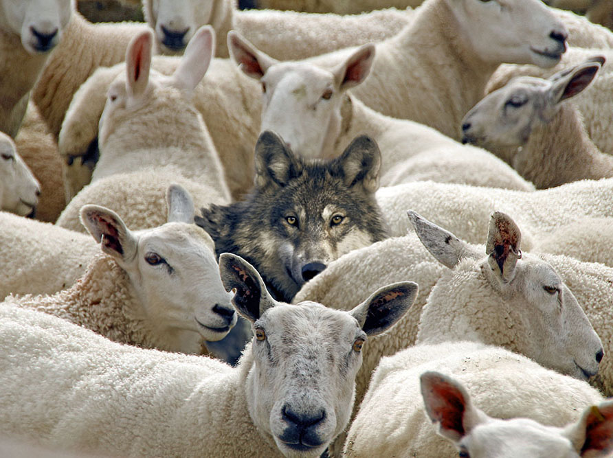 Con sói và bầy cừu