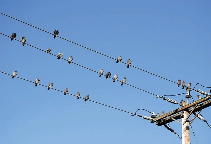 Tại sao chim đậu trên dây điện mà không bị điện giật? - Biết Tuốt