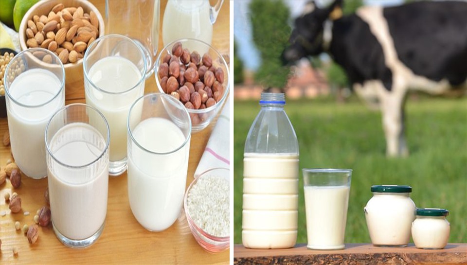 Khác nhau giữa sữa bò và sữa thực vật