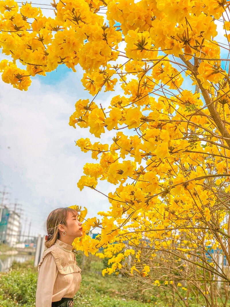 Chụp ảnh tại đường hoa Phong Linh tuyệt đẹp