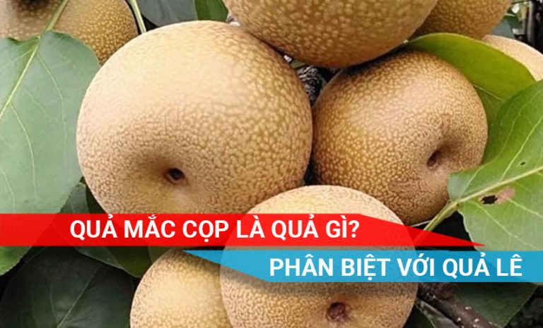 tìm hiểu về quả mắc cọp và cách phân biệt với quả lê