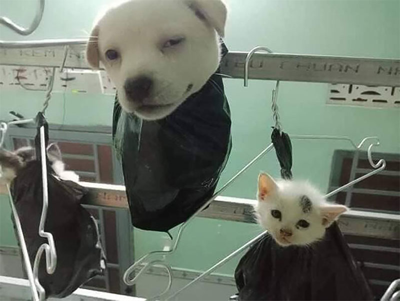 Nghĩa đen của thành ngữ Chó treo mèo đậy